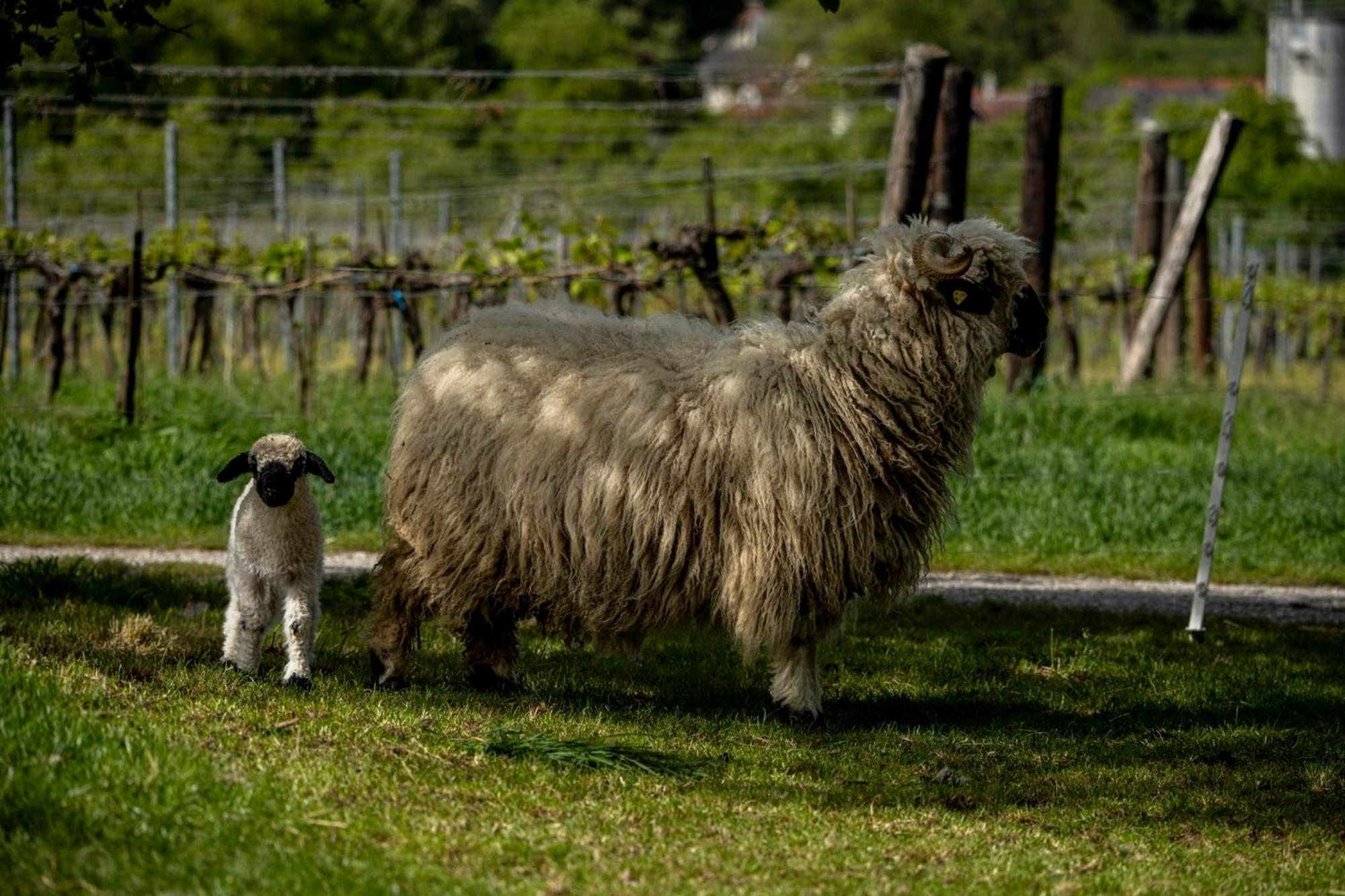 Weingut Jakob'S Ruhezeit Mautern Extérieur photo